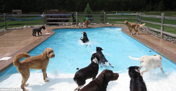 夏のワンワンパラダイス！たくさんの犬たちが跳んだり跳ねたり泳いだりのプールパーティー開催中