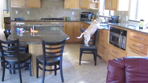 食いしん坊のビーグル犬。飼い主がいない間に台所をくまなくチェックし巧妙な手口で食べ物をゲット