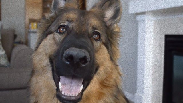 愛犬と寝食を共に暮らす男性、圧倒的な違いに気が付いた。