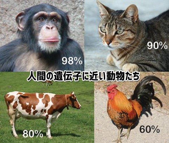 猫はかなり人間に近かったのか！人間と遺伝子の構造が近い10のもの