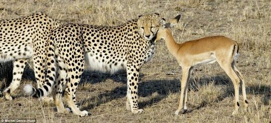 cheetahs_letting_tiny_antelope_go_02