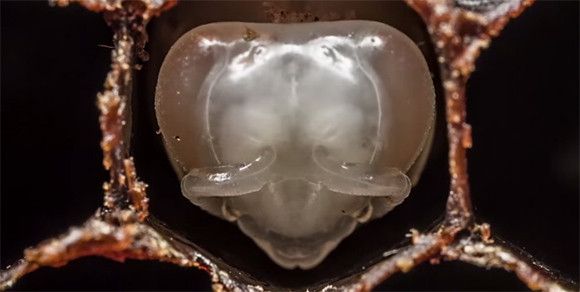 まさに生命の神秘！ミツバチが誕生する瞬間をとらえた感動のタイムラプス映像（昆虫注意）