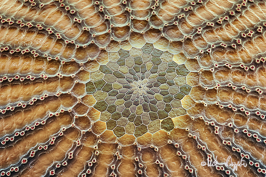 caligo-memnon-egg-0032_sig2