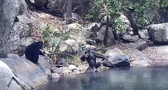 さすが霊長類。木の枝を使いこなし川の藻を食べるギニアのチンパンジーたち