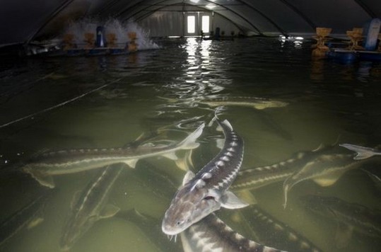1258610589_how_black_caviar_is_made_12