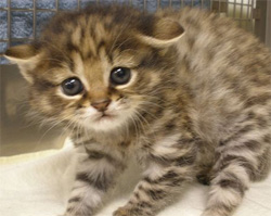 世界最小種の猫、くにゅんとかわいい「クロアシネコ」の赤ちゃん