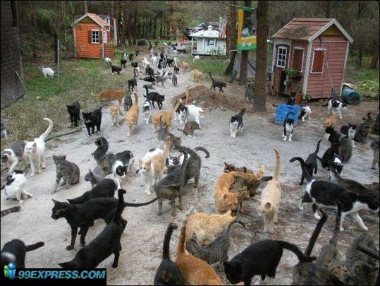 cat-rancho-42