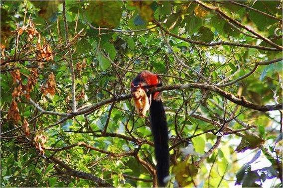 indian_giant_squirrel_05