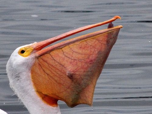 birds_eat_everything_17