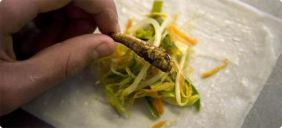 いよいよ食肉に代わる昆虫食への取り組みが開始される「ミルワームをおいしくクッキング」（オランダ）