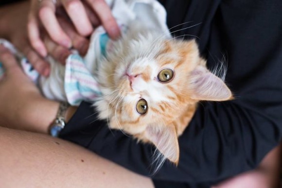 neko8_e