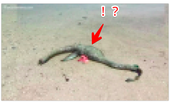 我々のイメージするネッシーじゃないか！ネス湖の怪物「ネッシー」っぽい形状をした謎の死骸が海岸に打ち上げられる(アメリカ)