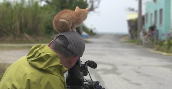 頭の上にちょこん。猫とカメラマンの優しい世界
