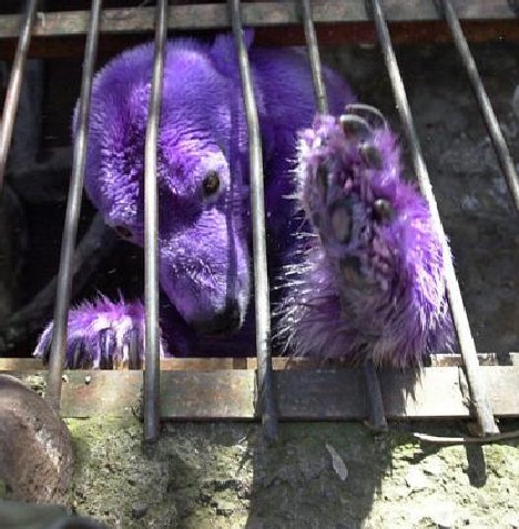 purple_animals_10x