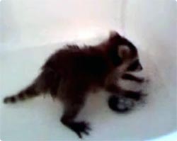 お風呂の排水栓を必死に洗おうとしているアライグマがかわいい！！