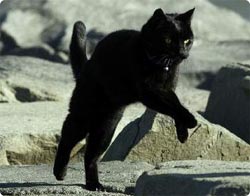 運命の出会い！一流トレーナーがジョギング中に出会った猫は長距離ランナーを目指していた