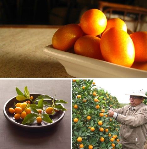 amazing_fruits_8x