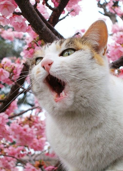 cherry_blossom_tree_cats_09
