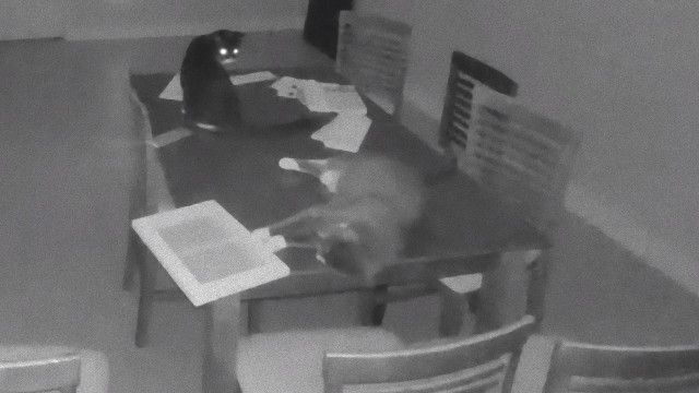 深夜のリビングルームで突然警報アラームが鳴り響いた。現場には容疑猫3匹。一体何が起きたのか？