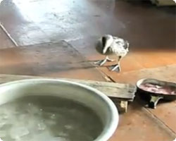 ひとりで入れるもん！用意した洗面器のプールに水浴びにくる鳥