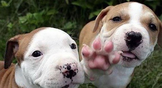 かわいくって面白くってちょっとおバカなところもある。人間のよき相棒、それは犬