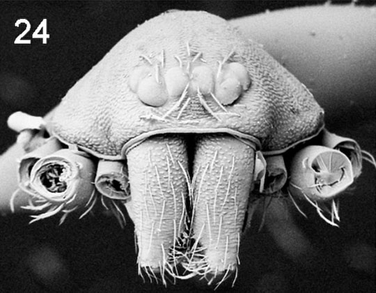 091029-06-new-species-austr