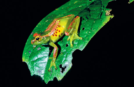 090505-01-new-amphibians-frog_big