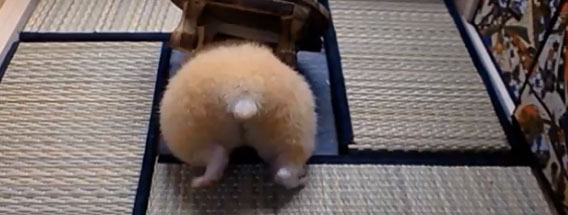 悶絶モードに突入、ハムスターのかわいいお尻にノックダウン