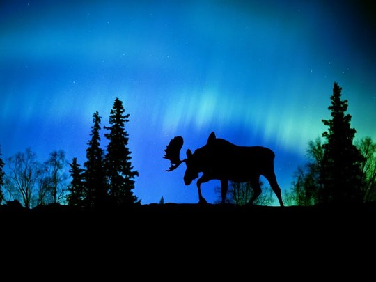 aurora borealis (9)