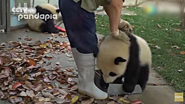 naughtypandababy4