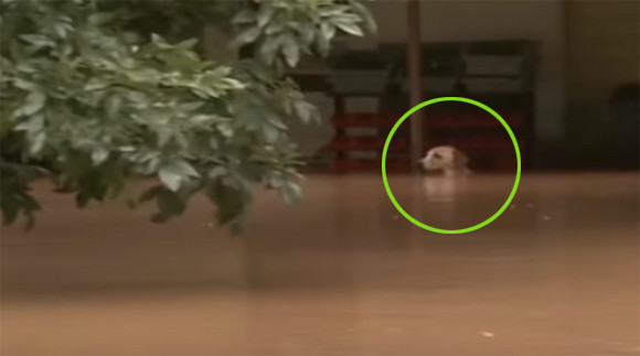 洪水の中玄関に鎖に繋がれ身動きが取れなくなっていた犬、保安官に救助されそのまま家族に（アメリカ）