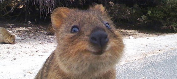 幸せそうな顔をさせたら世界一、オーストラリア固有種「クアッカワラビー」
