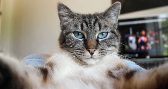 猫もセルフィー。猫用の自撮りアプリ「Candid Catmera」で猫のナチュラルな姿が思いのままに撮影できるぞ！