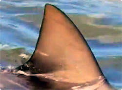【動画】サメ注意！オーストラリアにあるサメが生息するゴルフ場