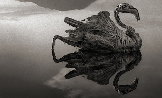 石化の魔法をかけられた動物たち。神秘の湖、ナトロン湖で石となった動物の写真