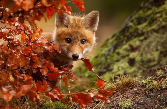 秋色を身に纏った動物たちが、おとぎの国へといざなってくれる。