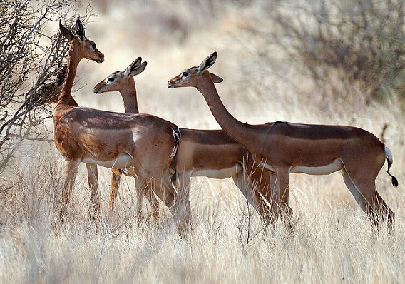 gerenuk 12