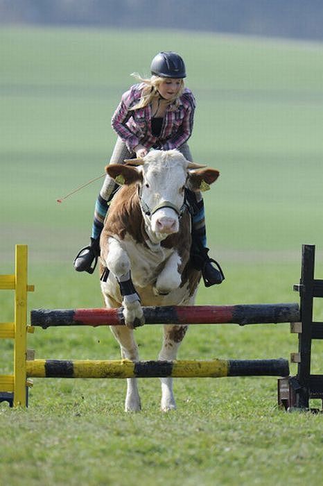 amazing_show_jumper_cow_01