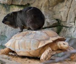 なぜ自慢げにカメに乗るし？