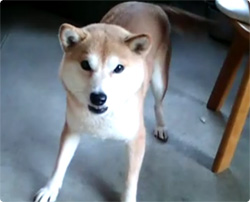 飼い主が帰宅すると、自慢の武術で出迎える犬