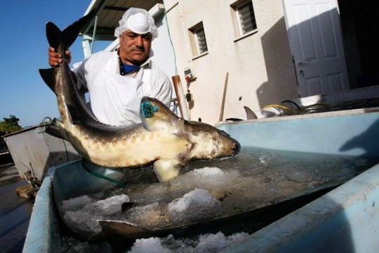 1258610607_how_black_caviar_is_made_23