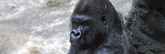 特別機動隊隊長「私のキャリアの中で最も恐ろしい任務だった」180キロのゴリラ逃走で機動隊出動（米ニューヨーク）