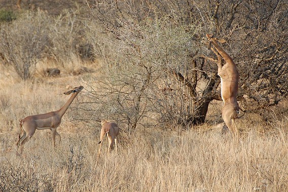 gerenuk 4