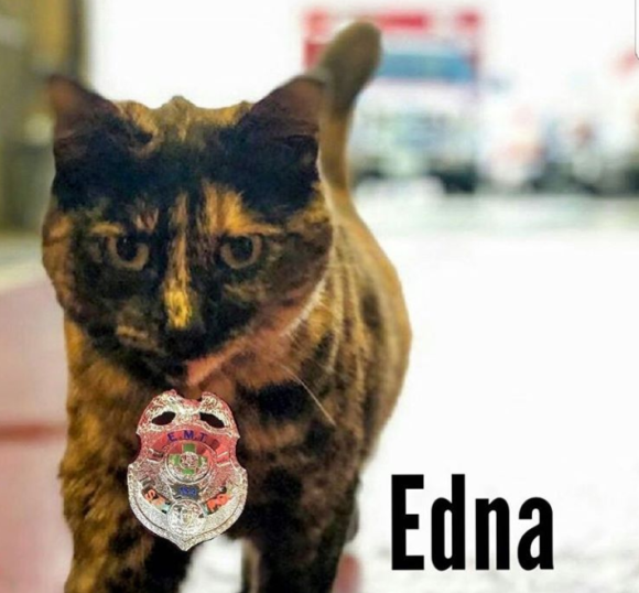 子猫時代に保護し、以来消防署でずっと飼われていた猫のエドナに匿名の立ち退き要求。その顛末は？（アメリカ）