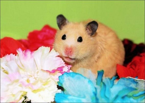 hamsters_13