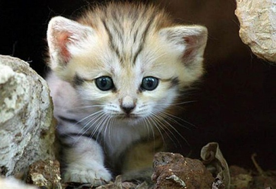 sand_cat_kitten_07