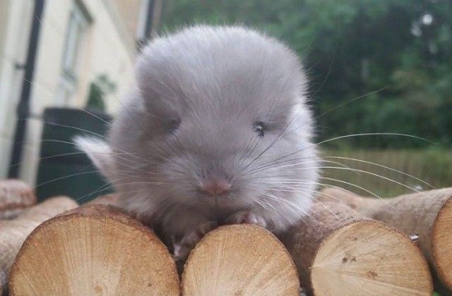 chinchilla15