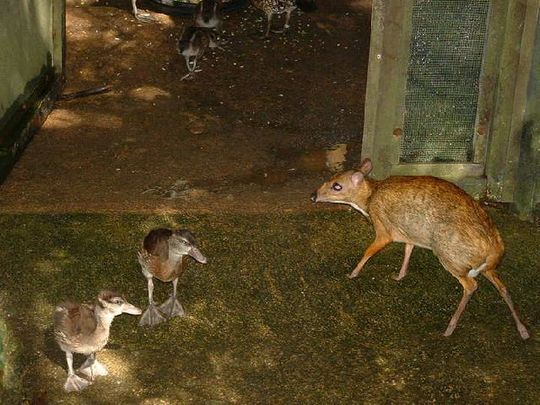 mouse_deer_01