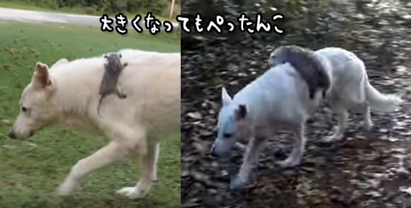 大きくなってもぺったんこ。孤児になったオポッサムは犬の背中から離れられないんだもん