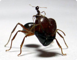 アリの上にアリが乗り完全戦闘態勢でドヤ！大小様々な兵隊アリがいる「ヨコヅナオオアリ」